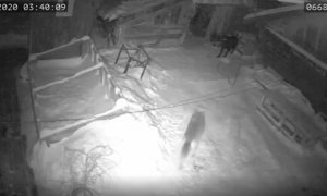 Útok vlků na domácího psa v České republice?