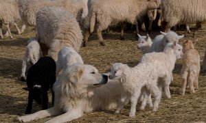 Ke škodám způsobeným vlkem na Jablunkovsku