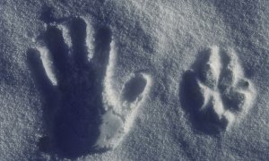 Výsledky mapování velkých šelem v Beskydech: letos bez medvědů