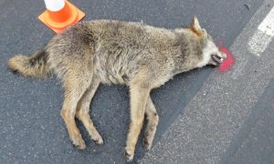 Sražený vlk u Pískové Lhoty