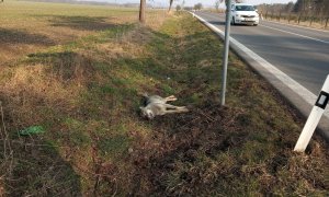 Další sražený vlk