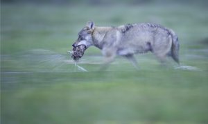 V Českém středohoří se pravděpodobně objevil vlk