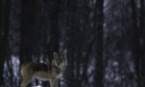 Upozornění: Smělí vlci v Podkrkonoší