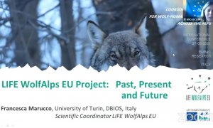 Jak se žije s vlkem v Alpách?