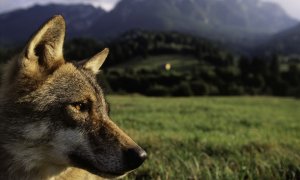 Bavorský národní park zastavil pátrání po vlcích uniklých z obory