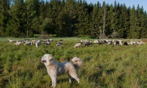Aktualizace standardu Ochrana hospodářských zvířat před útoky velkých šelem