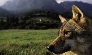 Útok vlka na člověka je nepravděpodobný