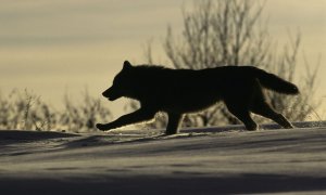 AOPK ČR zjišťuje podrobnosti o incidentu, pravděpodobně s vlky, v Krušných horách