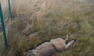 U dálnice D3 nedaleko obce Řípec v jižních Čechách srazilo auto vlka