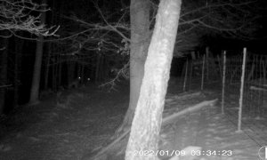 Funguje to: fotopast zaznamenala, jak vlky zastavil mobilní elektrický ohradník