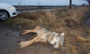 Nedaleko Prostějova byl nalezena mrtvá šelma, nejspíš vlk