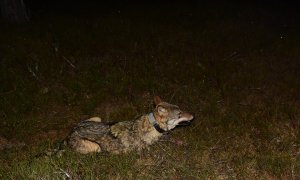 NP Šumava: Vlci pod drobnohledem - zoologové nonstop sledují jejich pohyb na Šumavě