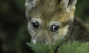 Návrh změny míry ochrany vlka obecného v ČR v reakci na evropskou legislativu