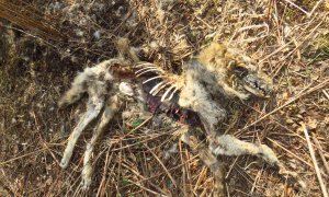 Vlk, který byl nalezen na Broumovsku, má v těle zbytky kovových částic