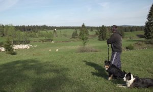 Beránek a vlk: film o soužití chovatelů a vlků je nově dostupný online