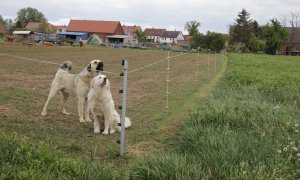 Náhrada ztrát chovatelů v oblastech s výskytem vlka je stále nedostatečná