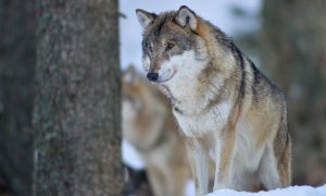 První Pohotovostní štáb pro řešení problematických vlků ustaven v Moravskoslezském kraji