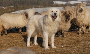 Upozornění pro žadatele o náhradu újmy