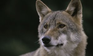 Česko se učí žít s vlky, pomáhá Program péče