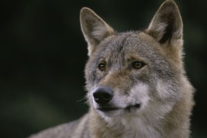 Výjimka na lov problematických vlků neznamená automatické povolení odstřelu