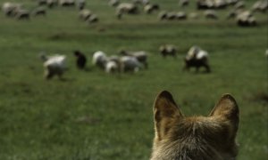 Evropská komise o vlcích a zvýšené finanční podpoře