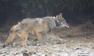 Krušnohorský vlk: aktuální stav