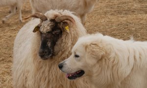 Informace k posuzování žádostí o náhradu újmy