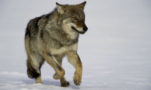 V Krkonoších byl smrtelně postřelen vlk s GPS obojkem