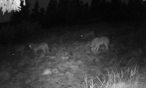 Vlk je v Krkonoších už zase doma