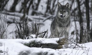 První pohotovostní štáb pro řešení problematických vlků dnes jednal v Moravskoslezském kraji
