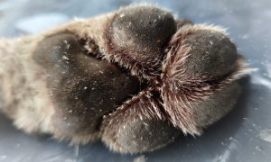 Vlk sražen v Beskydech