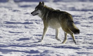 Vlk z Polska se opět pohybuje na Vysočině