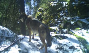 Šest let přítomnosti vlčích smeček na Šumavě ukazuje, jak stárnutí dopadá i na vlky