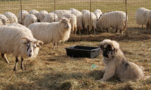 O zkušenostech s chovem pasteveckých psů