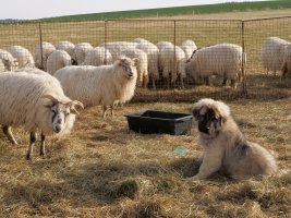 O zkušenostech s chovem pasteveckých psů