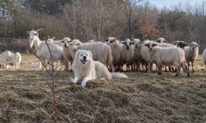 Aktualizujeme výpočet sazby pro náhradu újmy za ztížení pastvy ovcí a koz v oblastech výskytu vlka obecného k 1. 3. 2024