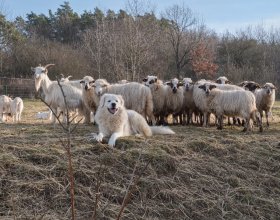 Foto: CSOP Libosváry