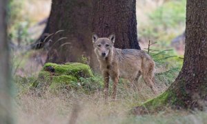 Ve Žďárských vrších se po téměř 200 letech narodila vlčata