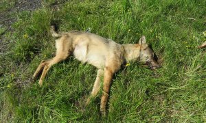 Vlk sražen v Krušných horách