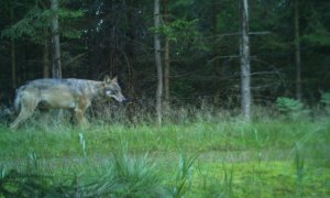 Potvrzeno: vlci se objevují v samém srdci CHKO Brdy