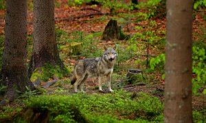 TZ KRNAP: Jak to vypadá s vlky v Krkonoších