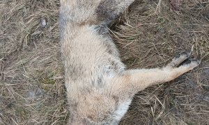 Vlk sražený v Českém ráji