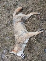 Vlk sražený v Českém ráji