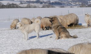 Novela vyhlášky k újmě za ztížení zemědělského hospodaření (pastva ovcí a koz) je platná k 1. 3. 2024