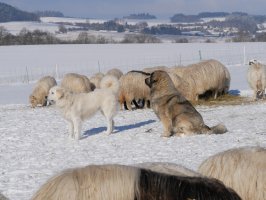 Novela vyhlášky k újmě za ztížení zemědělského hospodaření (pastva ovcí a koz) je platná k 1. 3. 2024