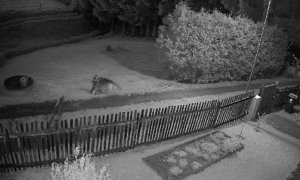 Zdokumentovaný lov srnce obojkovanými vlky na severu Čech – jak často vlci loví v intravilánu?