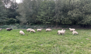 Nově vyhlášené výzvy v Projektovém schématu OPŽP AOPK ČR