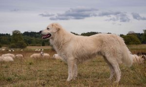 Revize standardu  k ochraně hospodářských zvířat před útoky velkých šelem