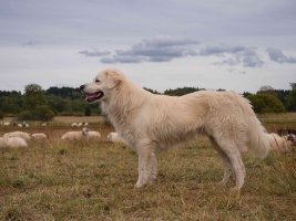 Revize standardu  k ochraně hospodářských zvířat před útoky velkých šelem