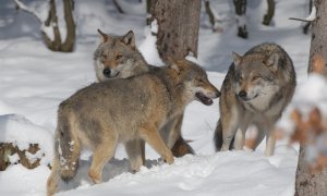 Jak správně postupovat při nálezu uhynulé či zraněné velké šelmy